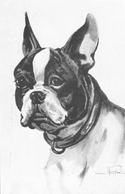 Boston Terrier ou American Bullterrier.